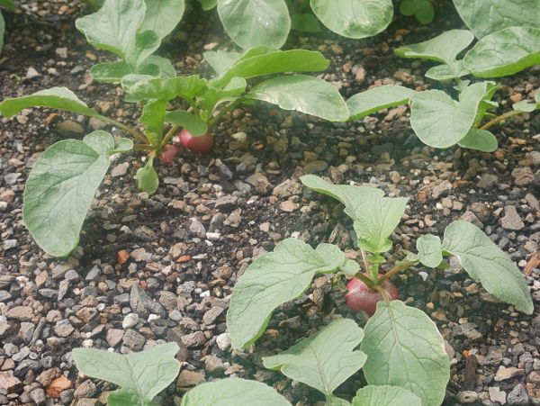 urban farm better radishes_opt (1)